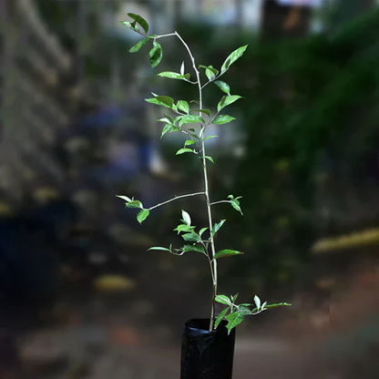Silver Berry (Elaeagnus Commutata) Fruit Live Plant