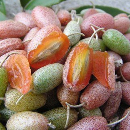 Silver Berry (Elaeagnus Commutata) Fruit Live Plant