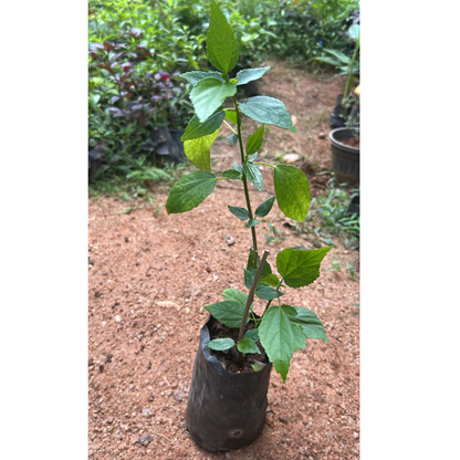 Sleeping Hibiscus Baby Pink Flowering Live Plant