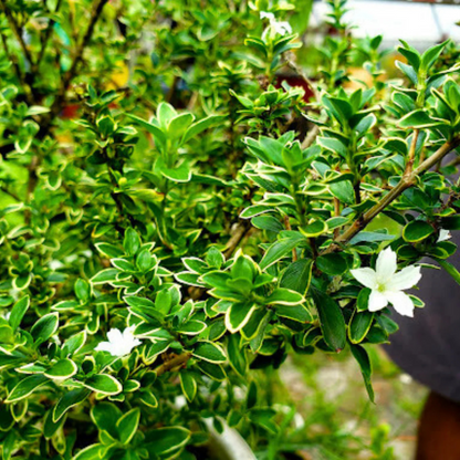 Snow Rose Variegated (Serissa japonica) Live Plant