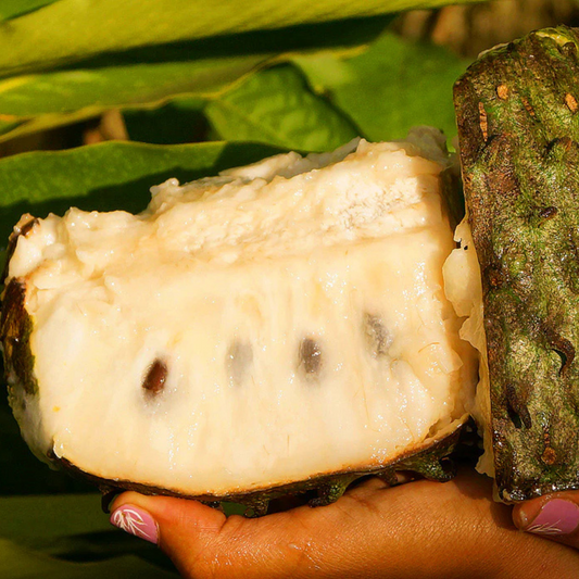 Soursop (Annona Muricata) Fruit Live Plant