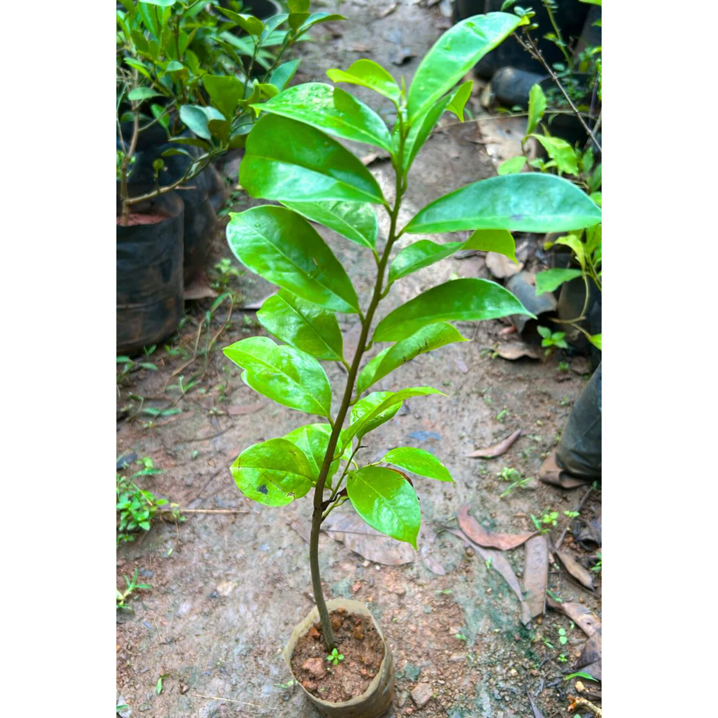 Soursop (Annona Muricata) Fruit Live Plant