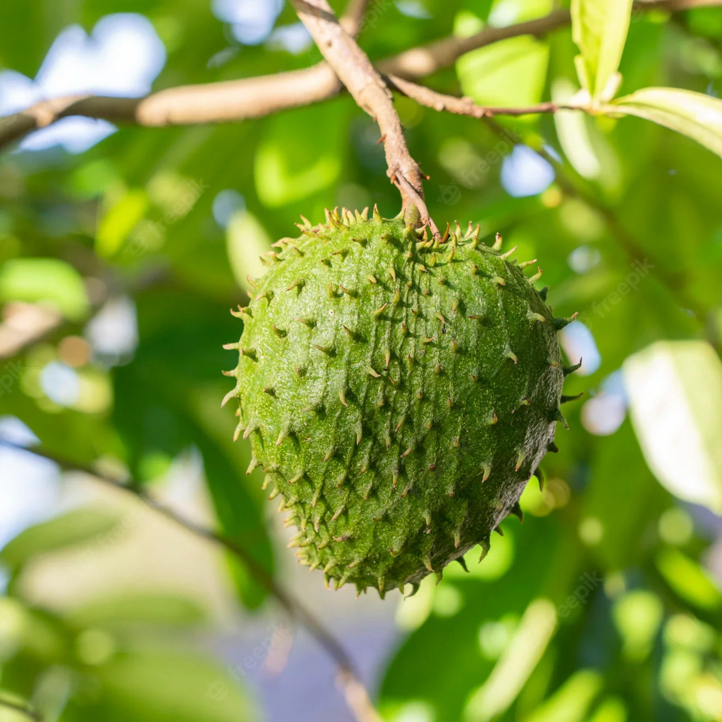 Soursop (Annona Muricata) Fruit Live Plant