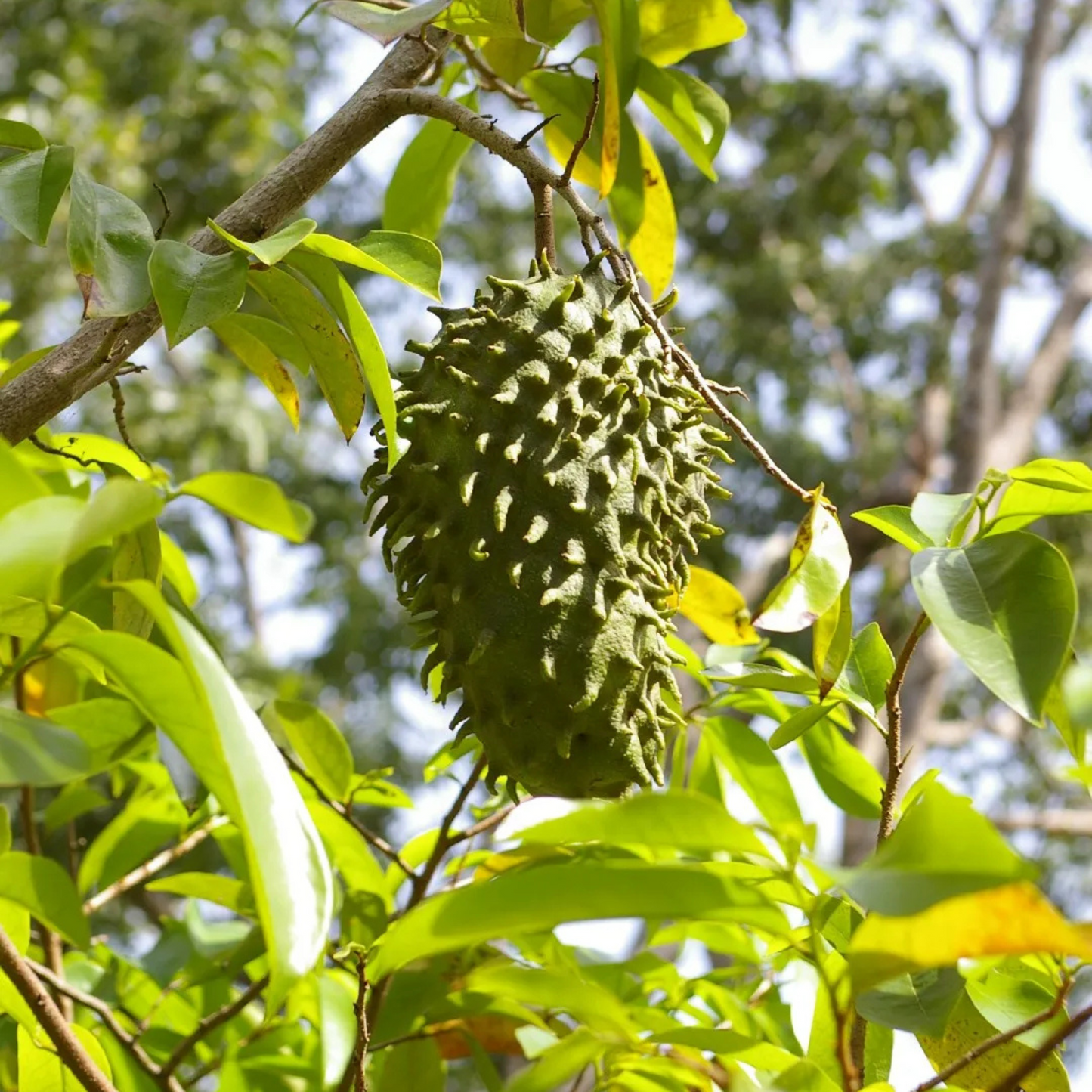 Soursop (Annona Muricata) Fruit Live Plant