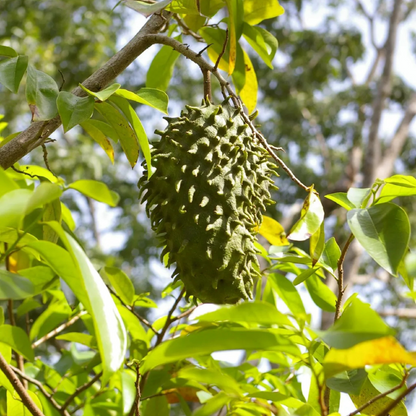 Soursop (Annona Muricata) Fruit Live Plant