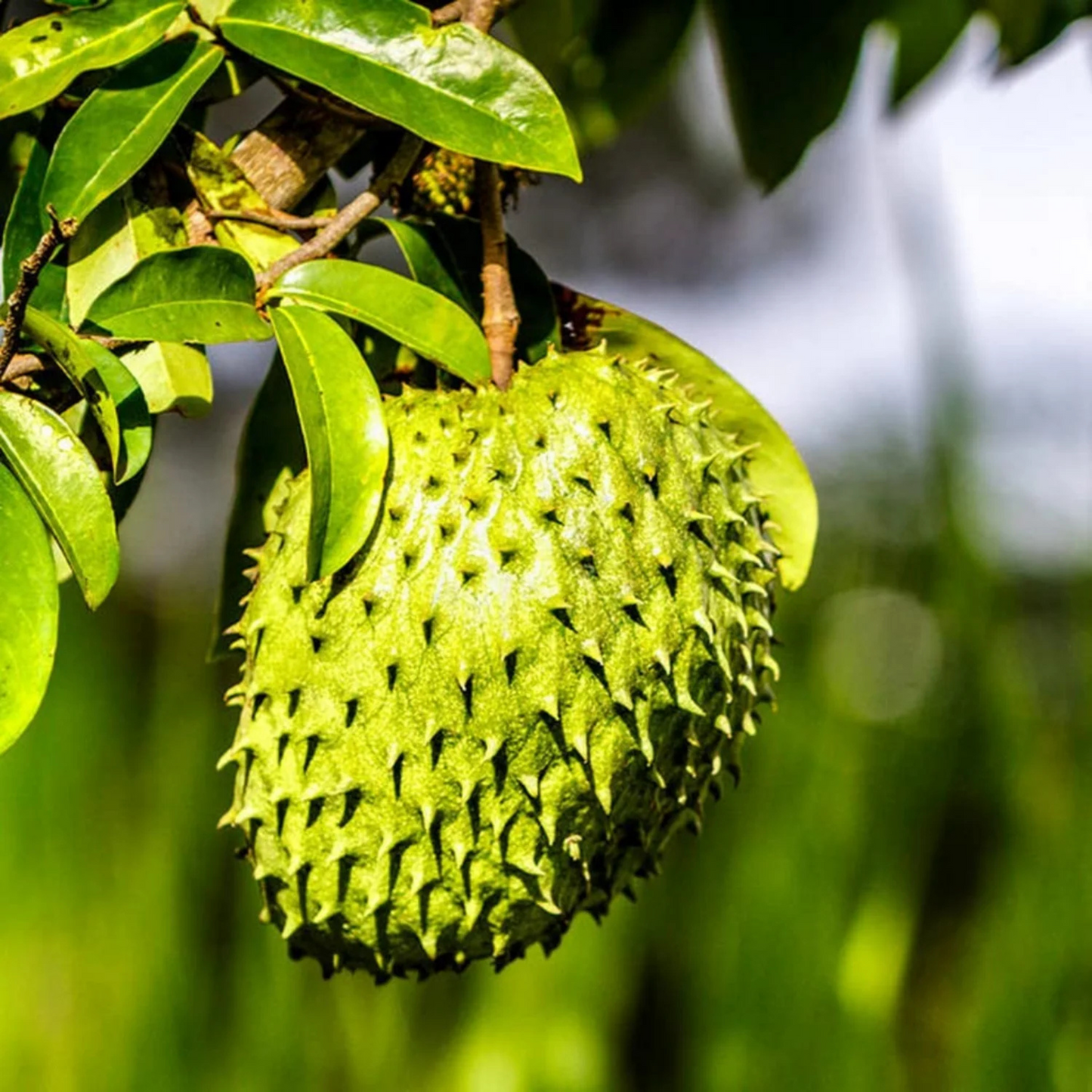 Soursop (Annona Muricata) Fruit Live Plant
