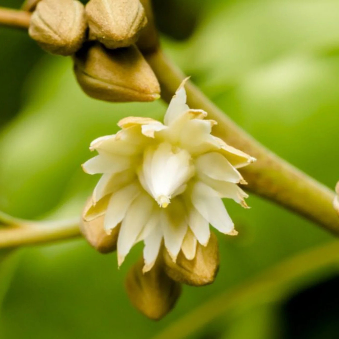 Spanish Cherry / Elanji (Maulsari) Rare Flowering / Medicinal Live Plant