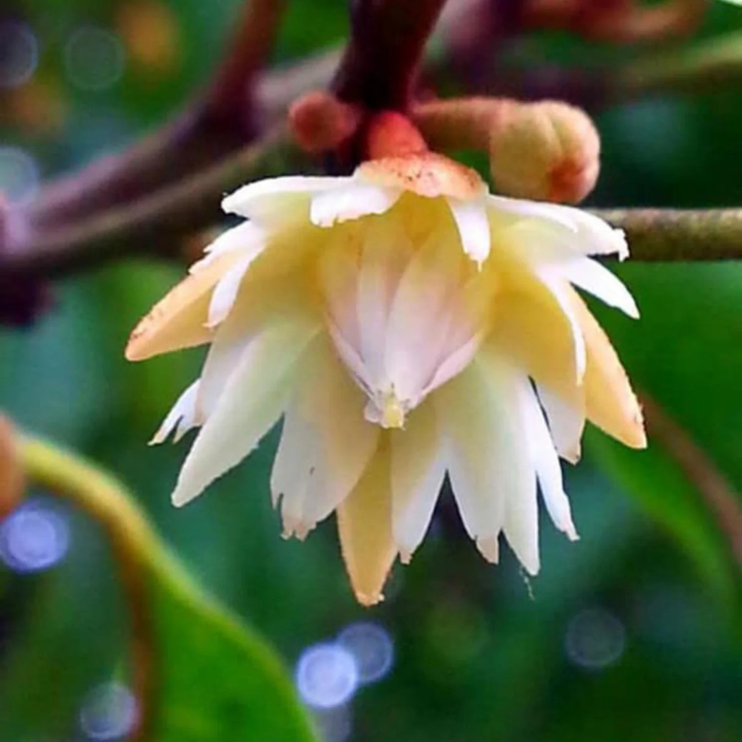 Spanish Cherry / Elanji (Maulsari) Rare Flowering / Medicinal Live Plant