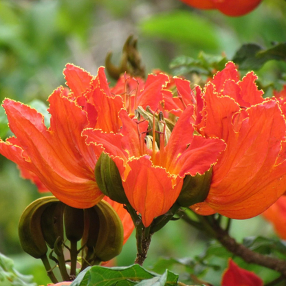 Spathodea Campanulata Red (African tulip tree) Live Plant