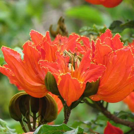Spathodea Campanulata Red (African tulip tree) Live Plant