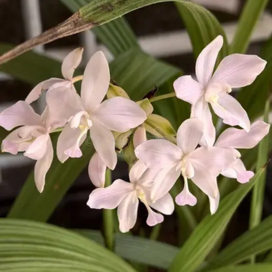 Spathoglottis plicata Cream Ground Orchid Live Plant