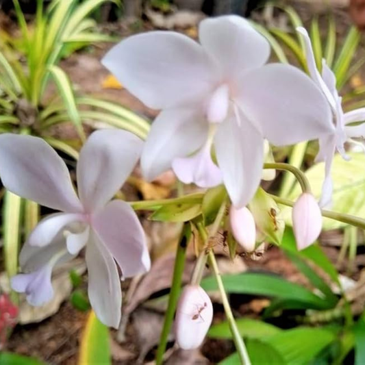 Spathoglottis plicata Cream Ground Orchid Live Plant
