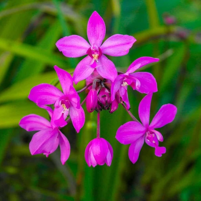 Spathoglottis plicata Purple Ground Orchid Live Plant