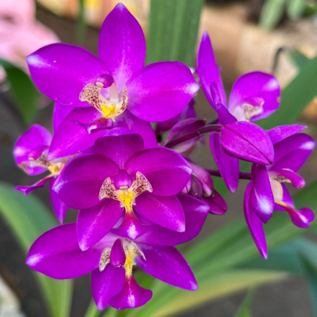 Spathoglottis plicata Purple Ground Orchid Live Plant