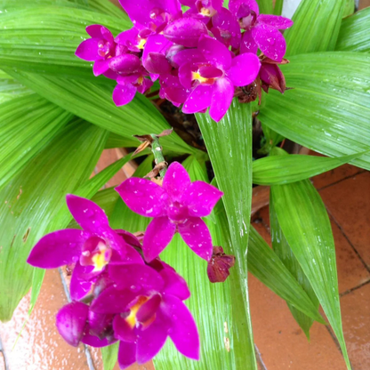 Spathoglottis plicata Purple Ground Orchid Live Plant