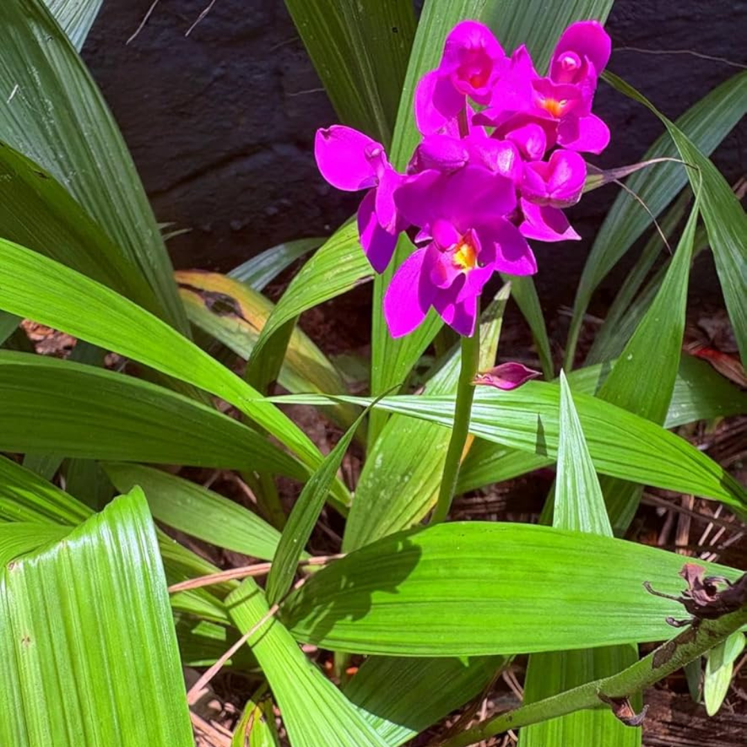 Spathoglottis plicata Purple Ground Orchid Live Plant