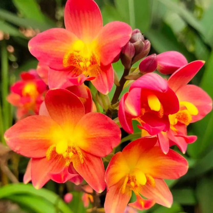 Spathoglottis plicata Red Ground Orchid