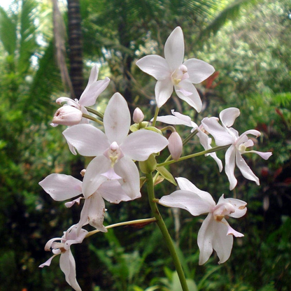 Spathoglottis plicata White Ground Orchid