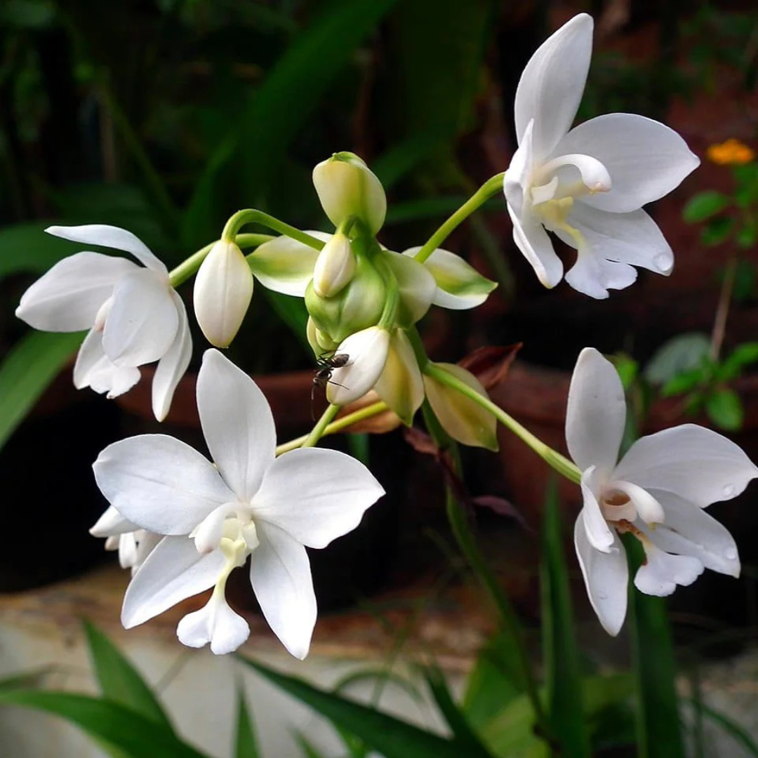 Spathoglottis plicata White Ground Orchid