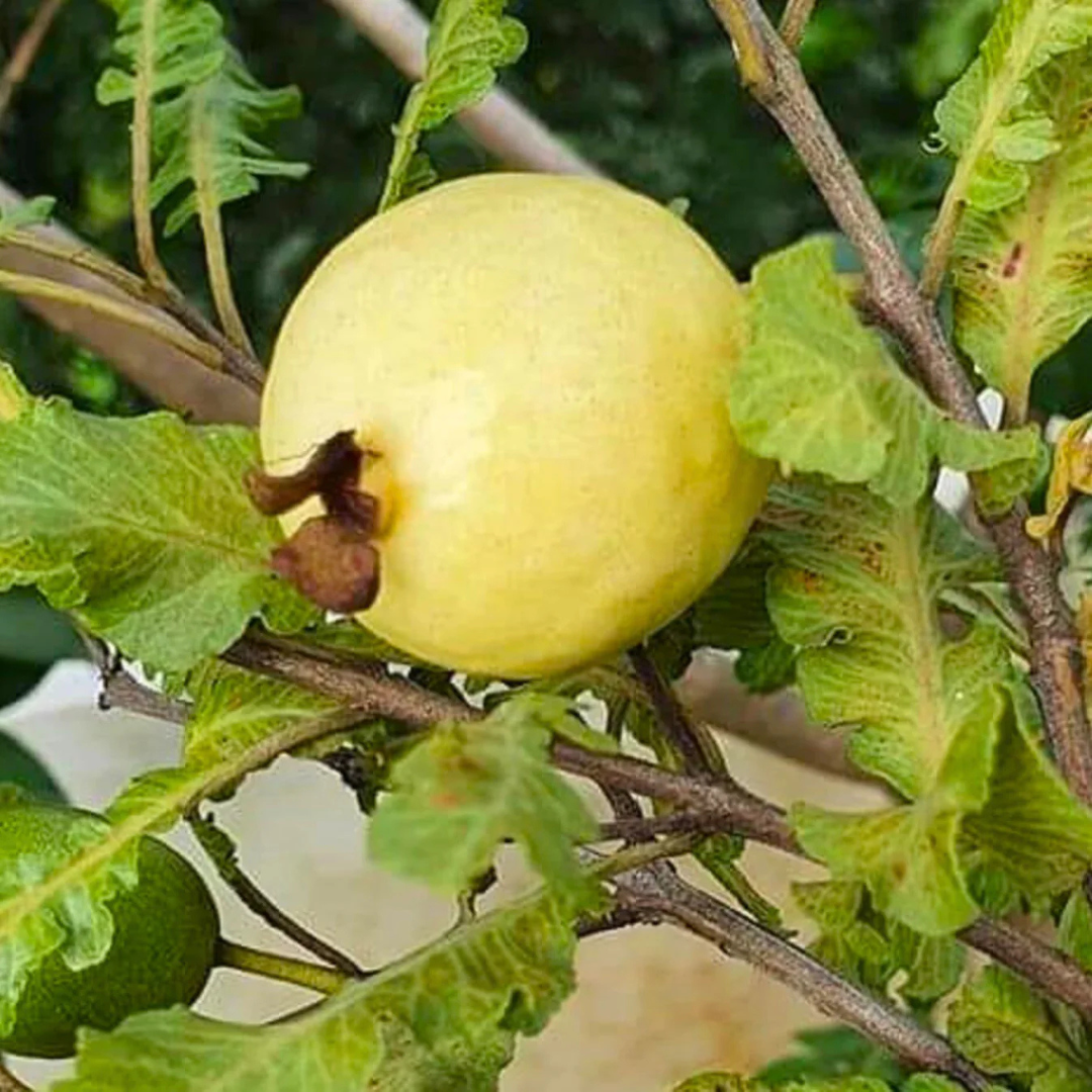 Buy Spring Guava (Psidium guajava) Fruit Live Plant Online | Sweet ...