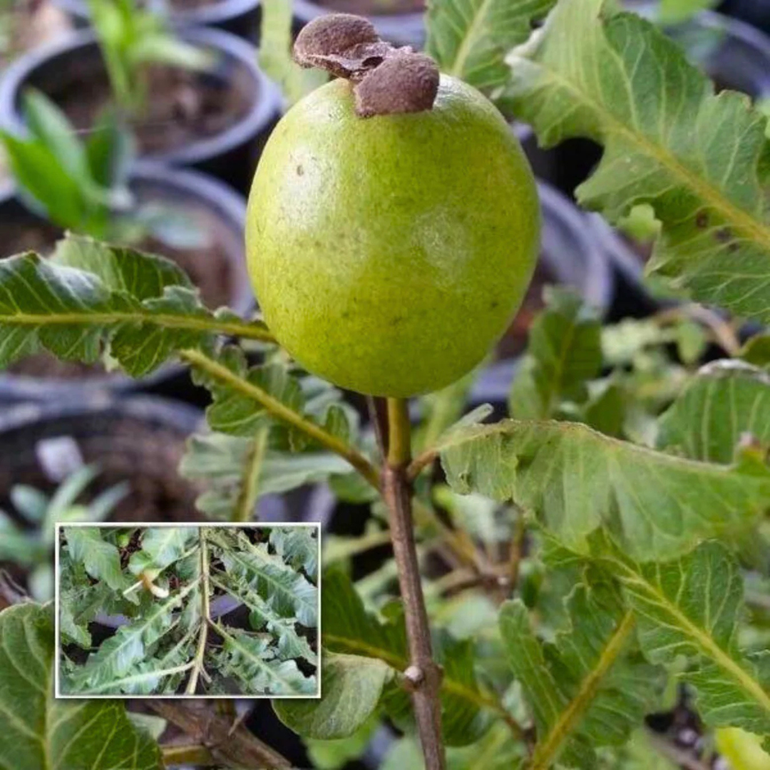 Spring Guava (Psidium guajava) Fruit Live Plant