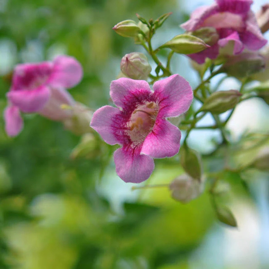 St John's Creeper (Podranea ricasoliana) Flowering Live Plant