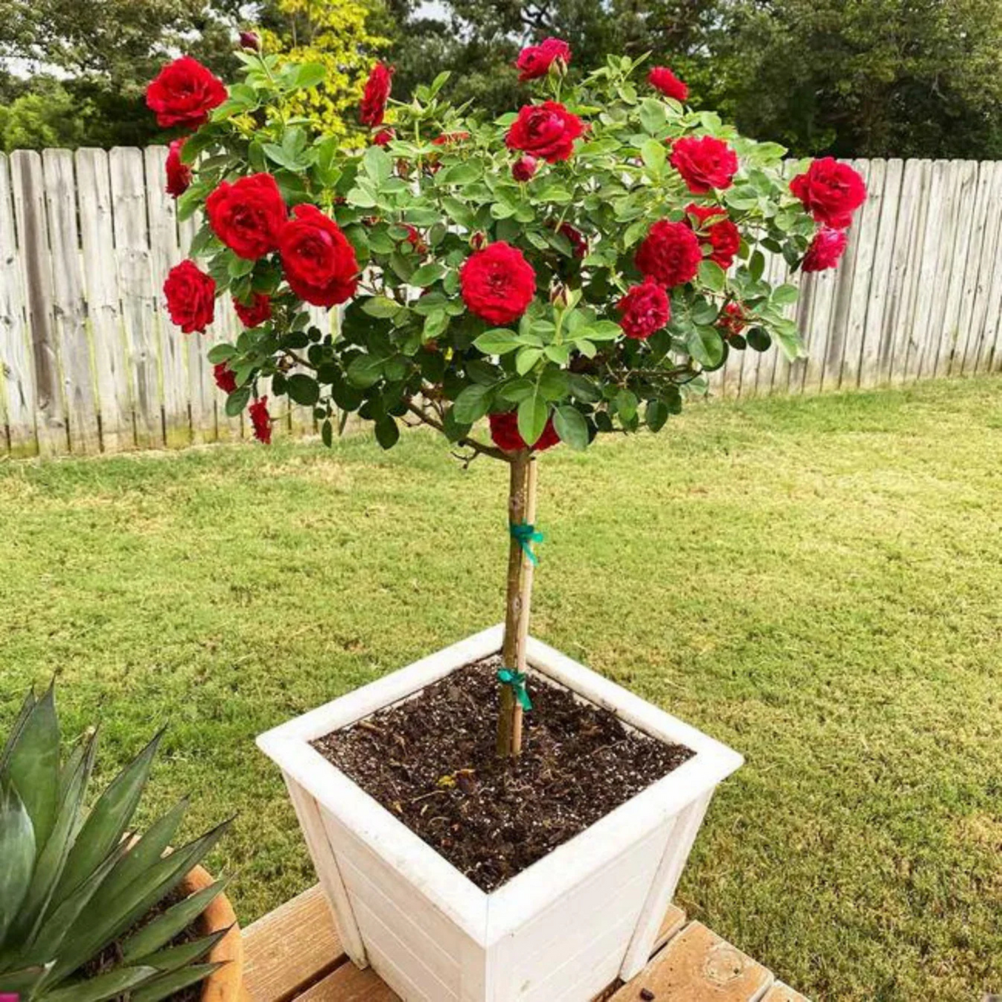 Standard Rose Red Grafted Rare Flowering Live Plant