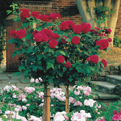 Standard Rose Red Grafted Rare Flowering Live Plant