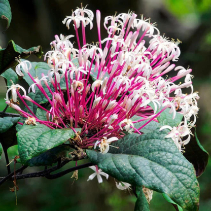 Starburst Bush (Clerodendrum quadriloculare) Rare Flowering Live Plant
