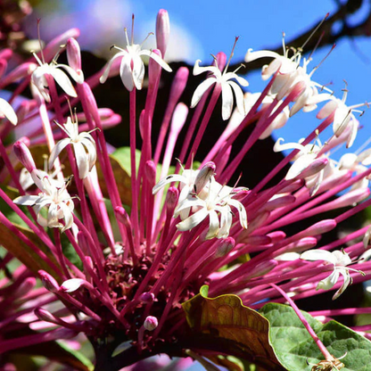 Starburst Bush (Clerodendrum quadriloculare) Rare Flowering Live Plant
