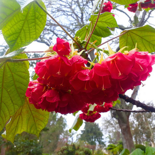 Strawberry Snowball (Dombeya cacuminum) Rare Flowering Live Plant