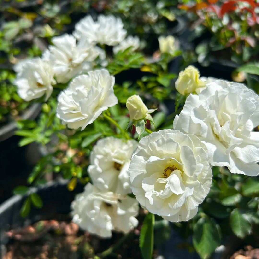 Summer Snow Rose Grafted Live Plant