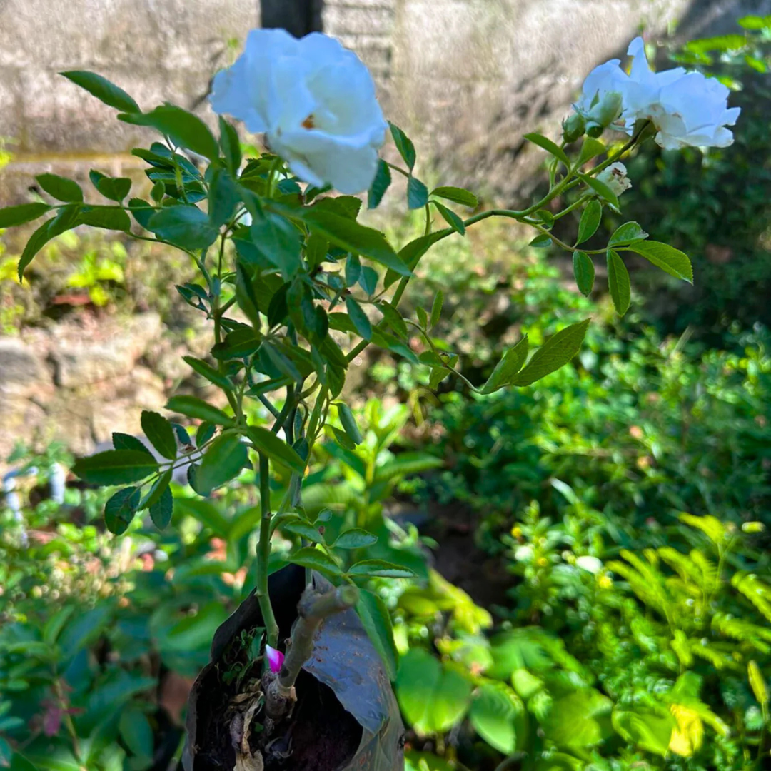 Summer Snow Rose Grafted Live Plant