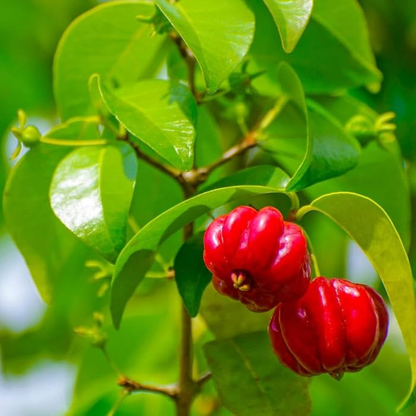Surinam Cherry (Pitanga) Fruit Live Plant