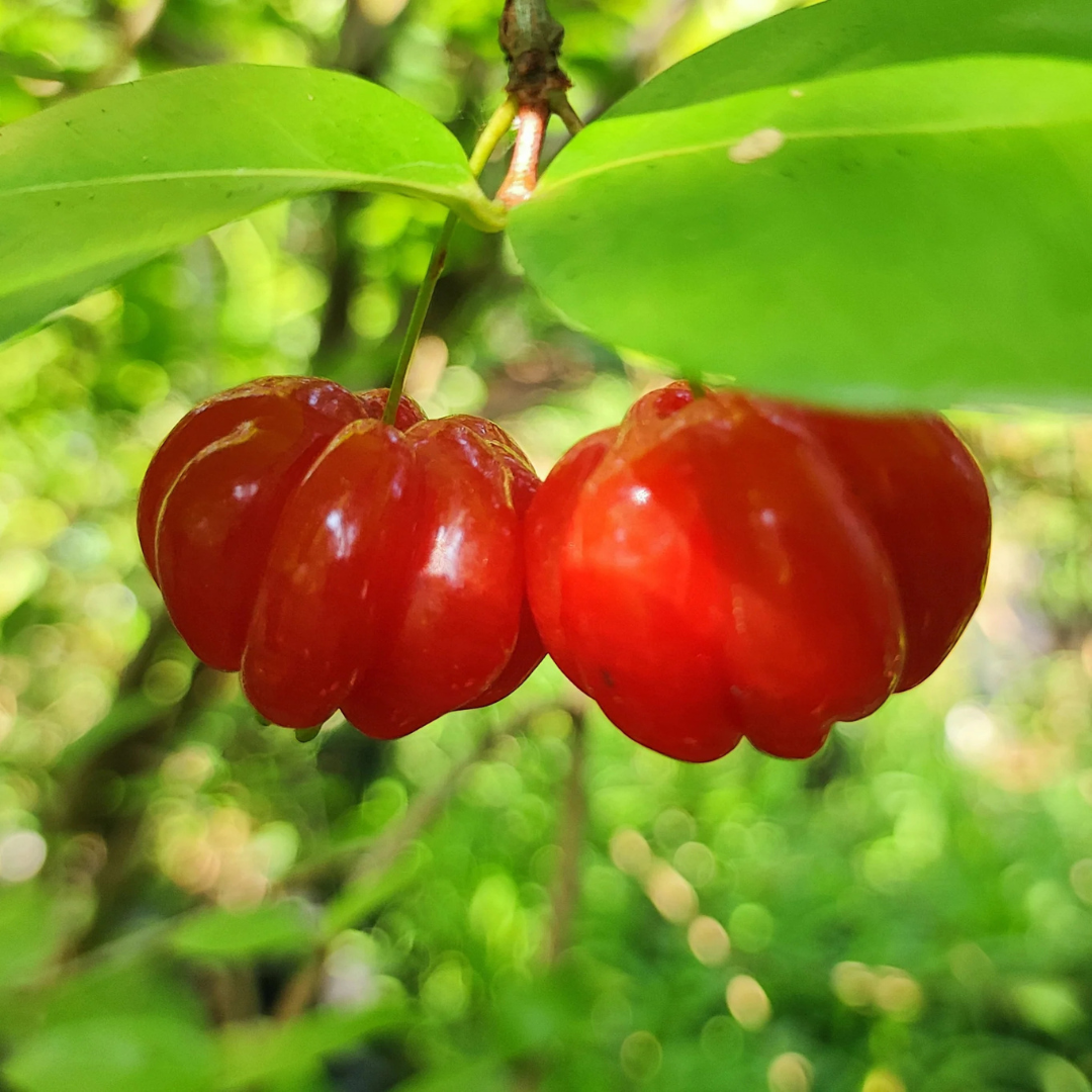 Surinam Cherry (Pitanga) Fruit Live Plant
