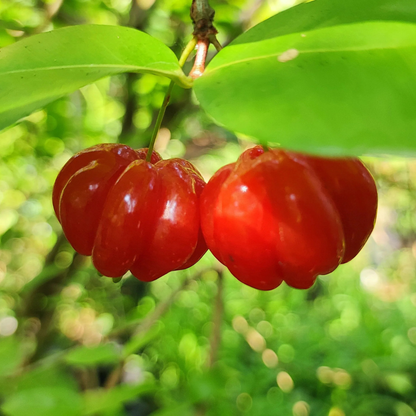 Surinam Cherry (Pitanga) Fruit Live Plant