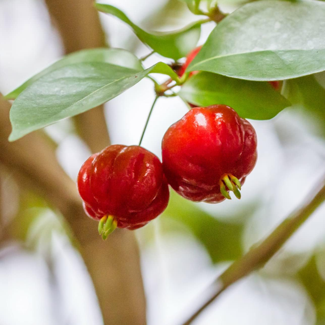 Surinam Cherry (Pitanga) Fruit Live Plant