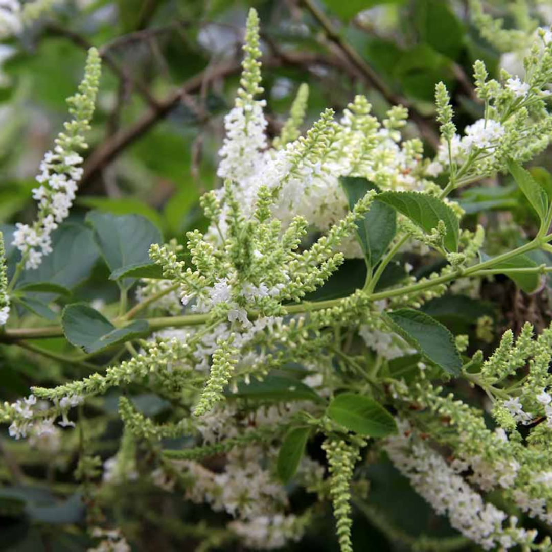 Sweet Almond Bush (Aloysia virgata) Live Plant