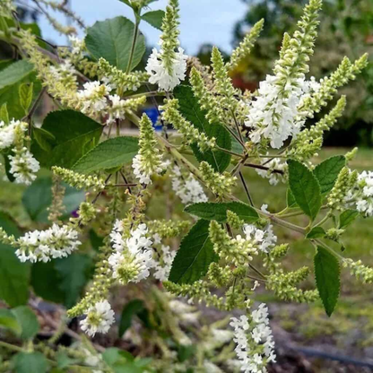 Sweet Almond Bush (Aloysia virgata) Live Plant