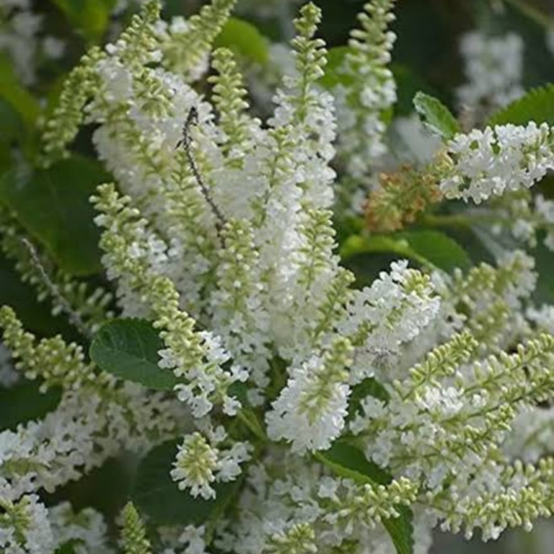 Sweet Almond Bush (Aloysia virgata) Live Plant