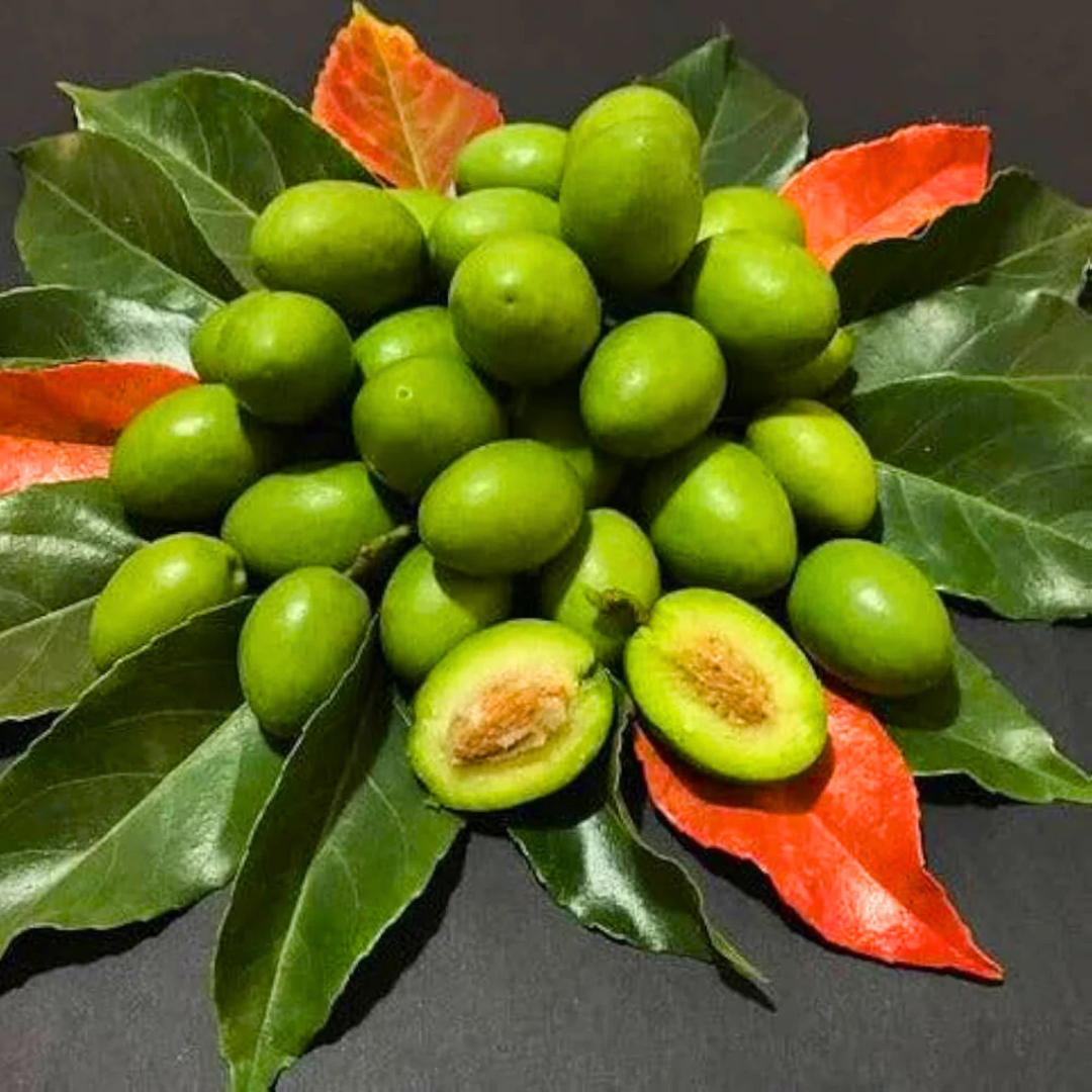 Buy Sweet Ceylon Olive (Elaeocarpus serratus) Live Plant Online ...