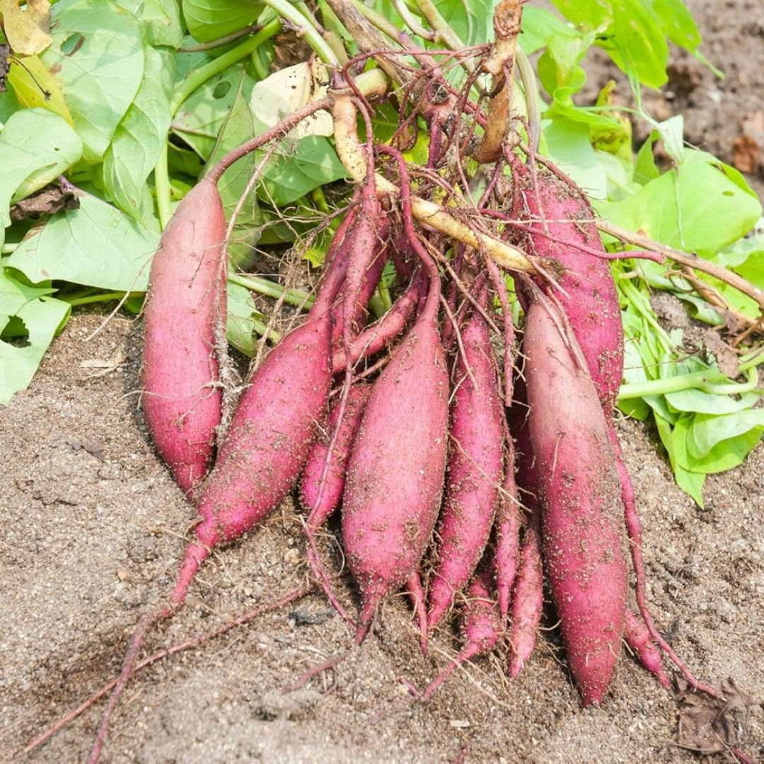 Sweet Potato Vine (Sakkaravalli Kilangu) Live Plant