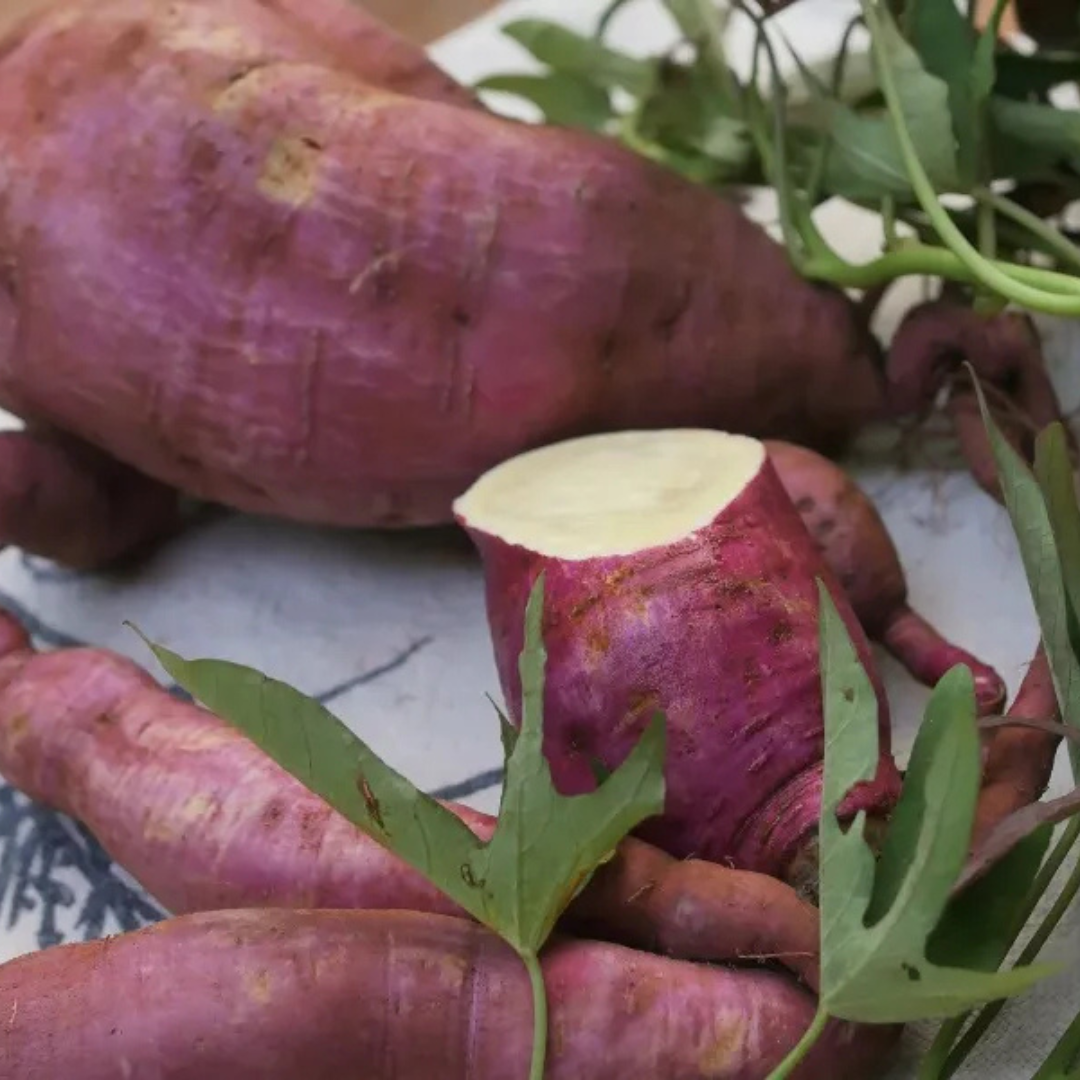 Sweet Potato Vine (Sakkaravalli Kilangu) Live Plant