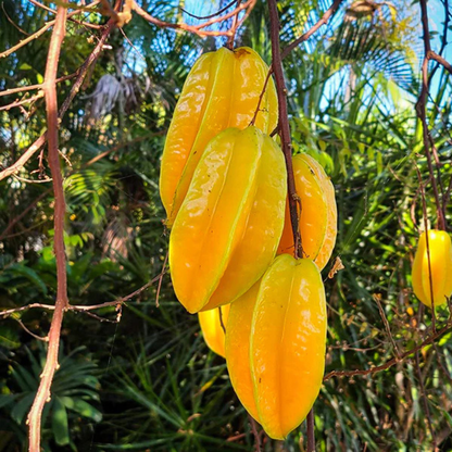 Sweet Vareity Star Fruit / Carambola (Averrhoa Carambola) Grafted Fruit Live Plant