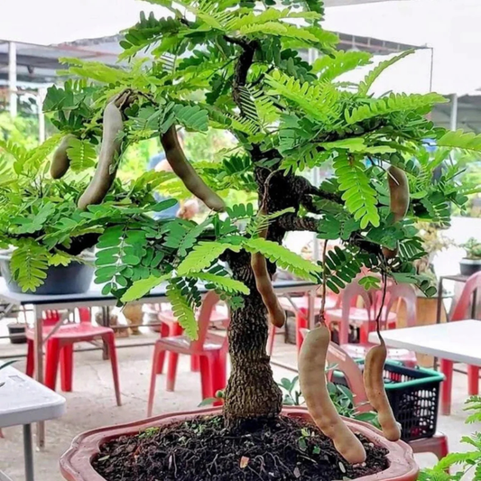 Tamarind Tree Bonsai (Tamarindus Indica) Live Miniature Fruit Tree