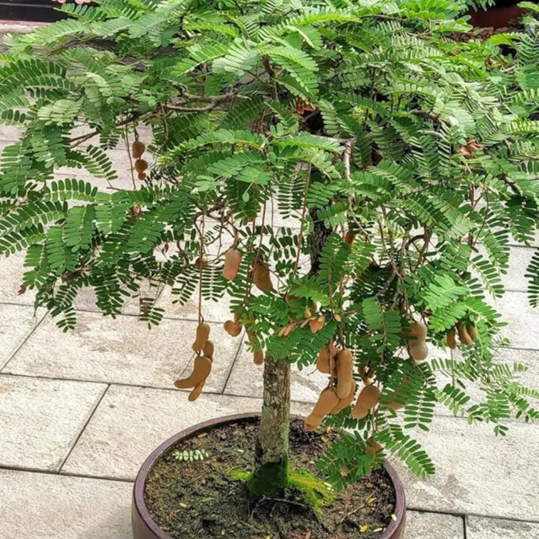 Tamarind Tree Bonsai (Tamarindus Indica) Live Miniature Fruit Tree