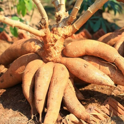 Tapioca Plant (Maravalli Kilangu) Live Plant