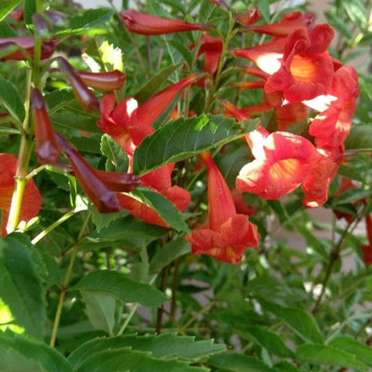 Tecoma Red Rare All Time Flowering Live Plant