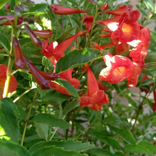 Tecoma Red Rare All Time Flowering Live Plant