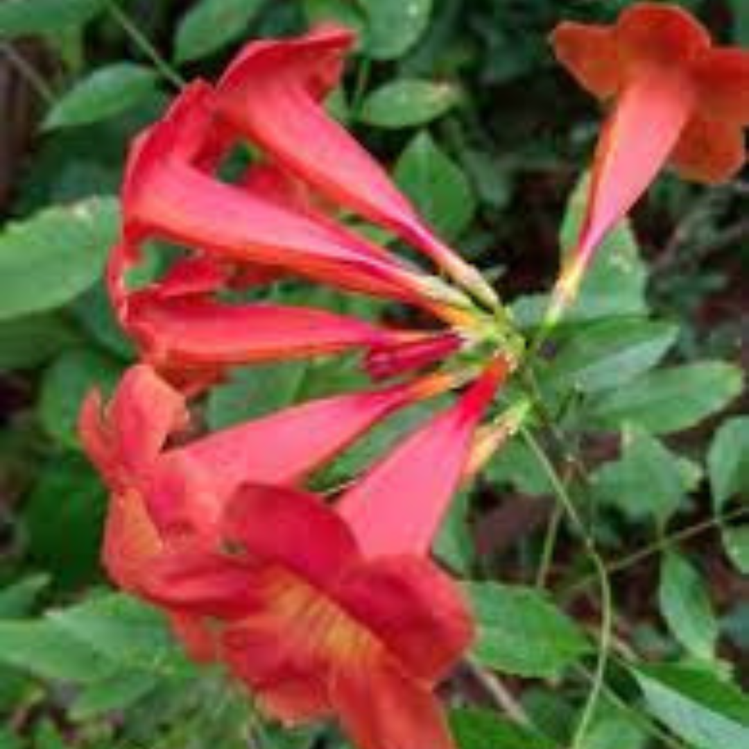 Tecoma Red Rare All Time Flowering Live Plant
